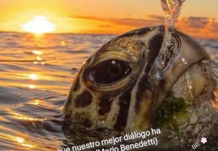 Miradas