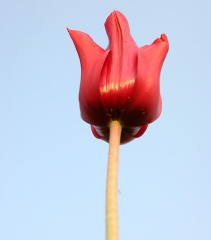 La fuerza del corazón