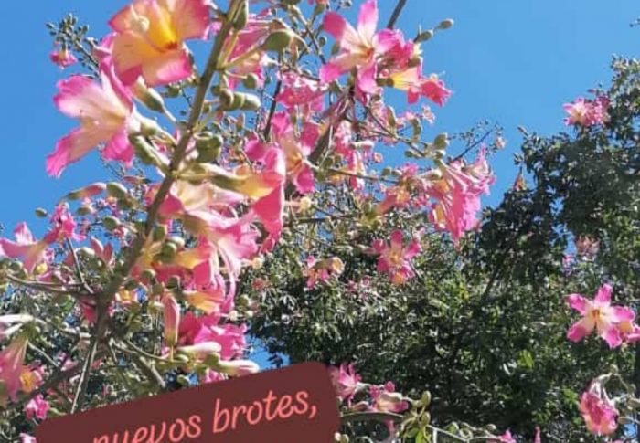 Nuevos brotes
