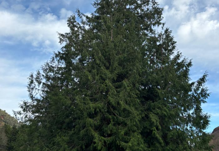 Mi árbol de Navidad…
