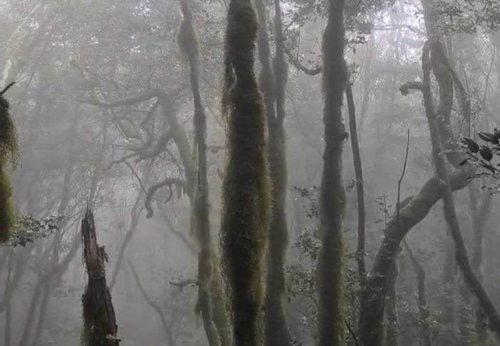 El Bosque Encantado